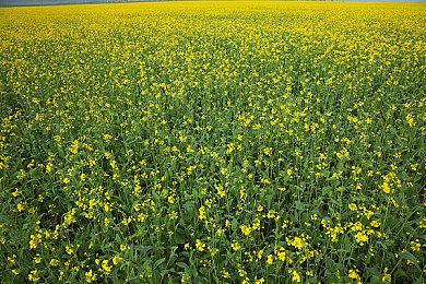 B社：Bethesda launcher迁徙到Steam 4月27日开始